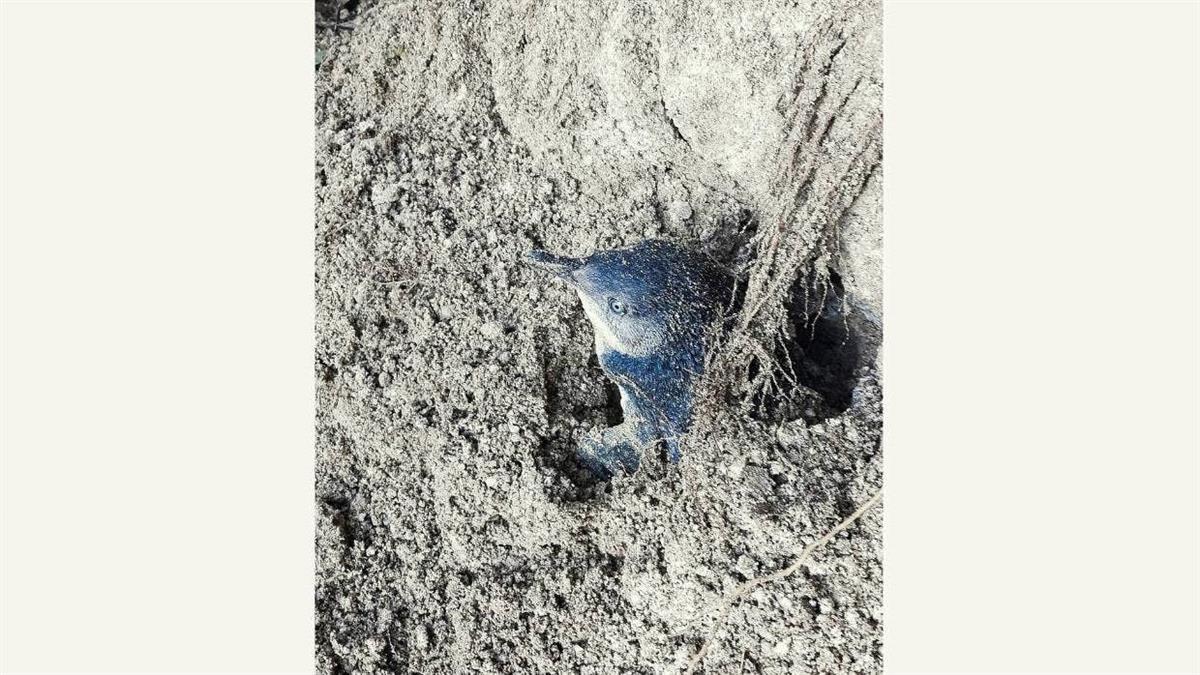 新西兰一只企鹅遇滑坡被活埋，从一米深的泥中顽强逃生(图1)