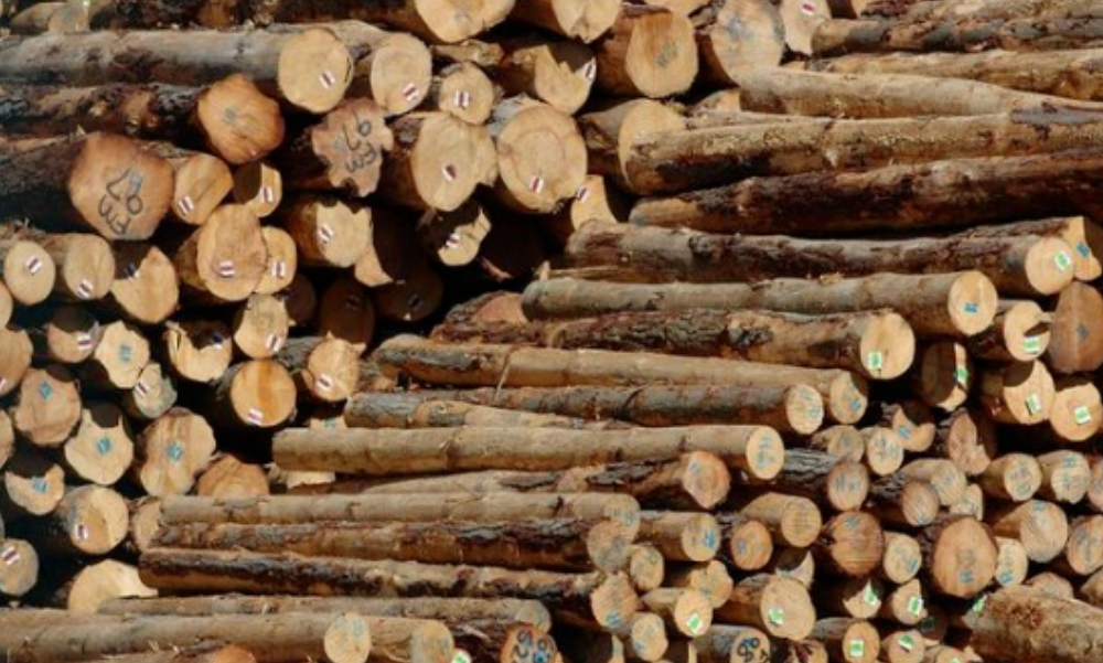 新西兰：中国市场提供支撑，原木出口价连续4月上涨