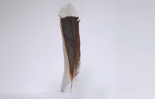 羽毛来自新西兰一种已灭绝的垂耳鸦。图源：美媒