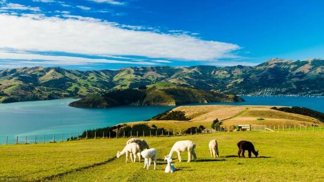 新西兰：蓝海中的电商机遇