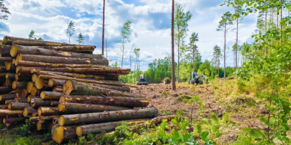 中林集团新西兰公司遭遇林业治理挑战，吉斯伯恩区议会提起法律诉讼
