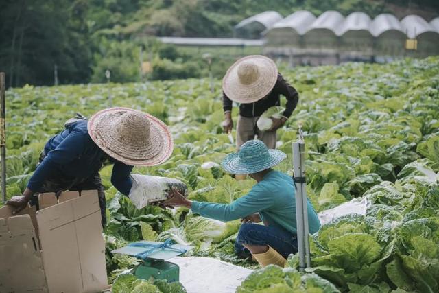 去澳大利亚新西兰打工度假的“贫穷女孩”，没有度假，只有打工