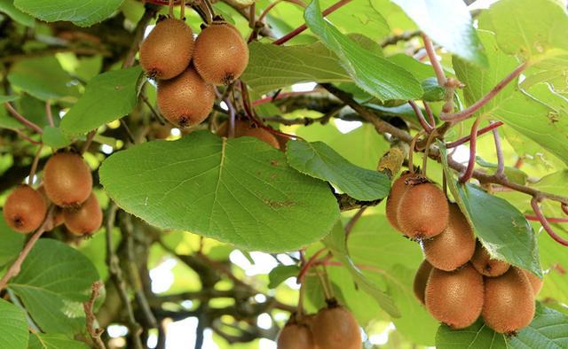 生于中国，驯化于新西兰的水果之王：猕猴桃